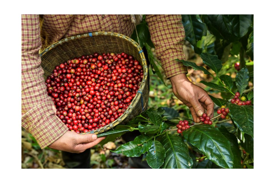 Discovering the Top 10 Best Coffee Beans from Around the World 