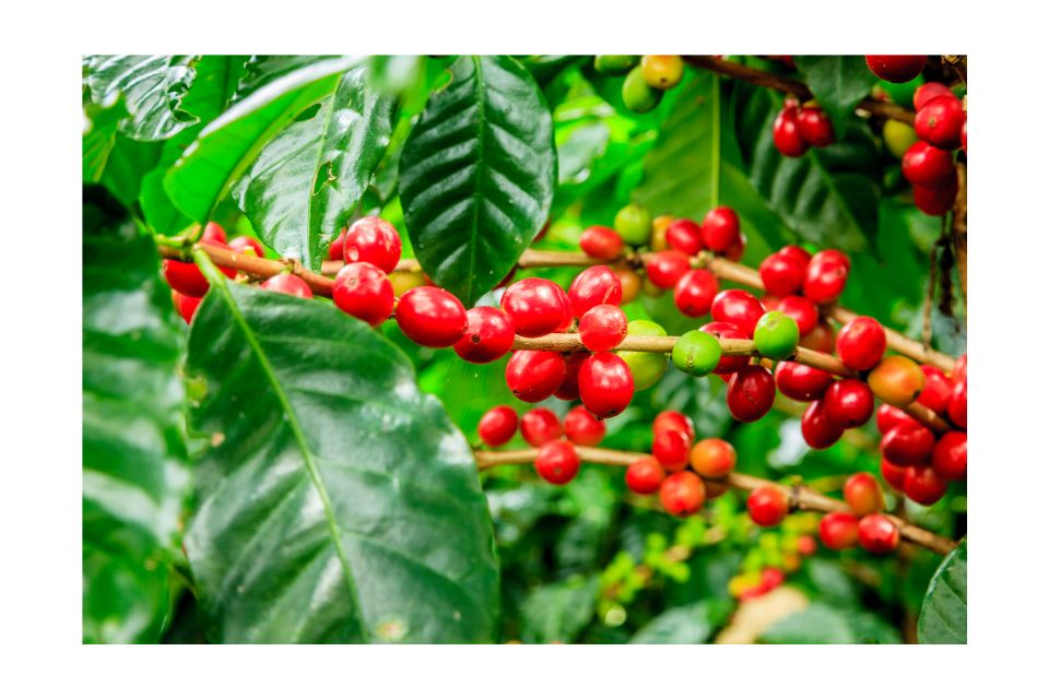 Unveiling the Origins: Exploring Where Coffee Beans Come From for the Perfect Brew